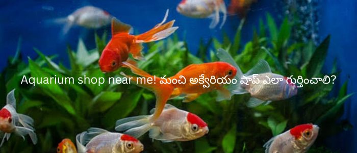 Aquarium shop near me! మంచి అక్వేరియం షాప్ ఎలా గుర్తించాలి?