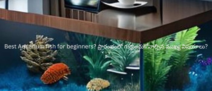 Best Aquarium fish for beginners? ప్రారంభంలో గుర్తుంచుకోవాల్సిన ముఖ్య విషయాలు?