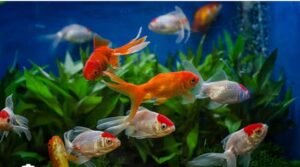 Aquarium shop near me! మంచి అక్వేరియం షాప్ ఎలా గుర్తించాలి?