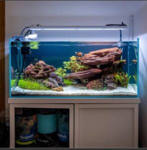 Aquarium shop near me! మంచి అక్వేరియం షాప్ ఎలా గుర్తించాలి?